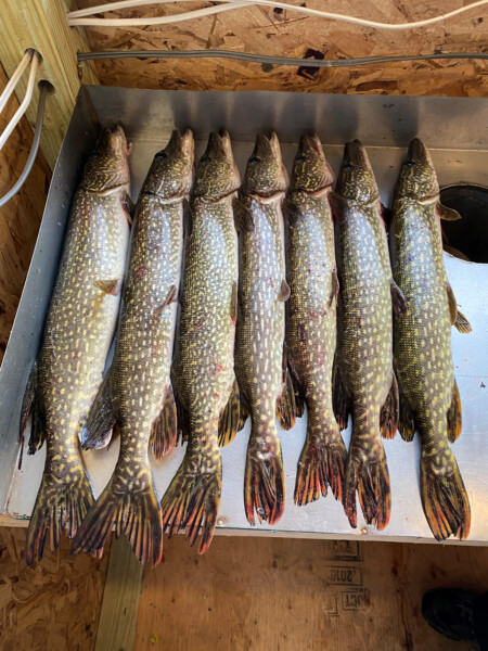 A whole bunch of fish caught at Woman Lake Lodge