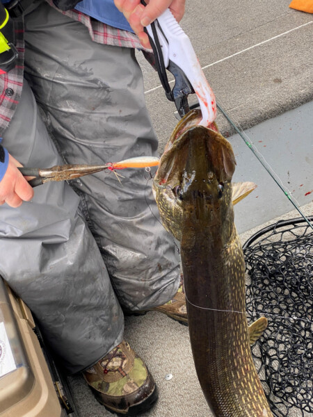 Holding a fish freshly caught fish at Woman Lake Lodge Canada